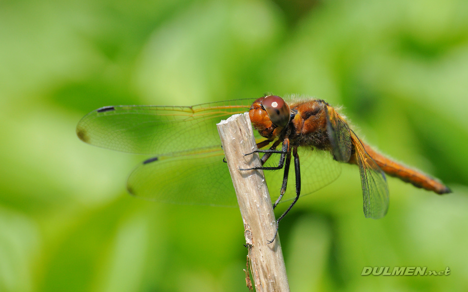 Blue Chaser (female, Libellula fulva)